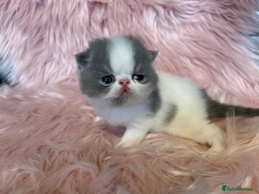 Exotic cats for sale: 🔥GCCF EXOTIC KITTENS READY DECEMBER  **  - Image 2
