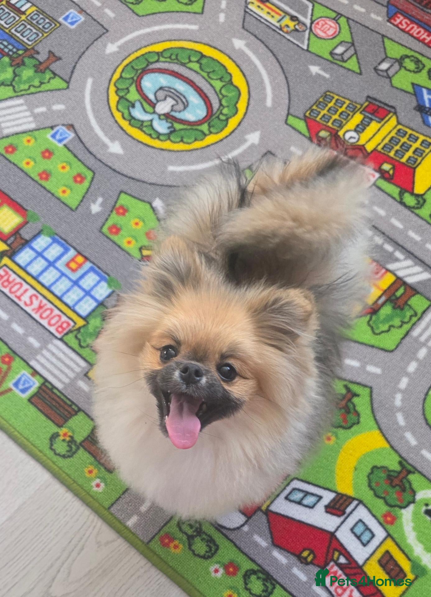 Pomeranian dogs Teddy beautiful pomeranian puppy - Advert 1