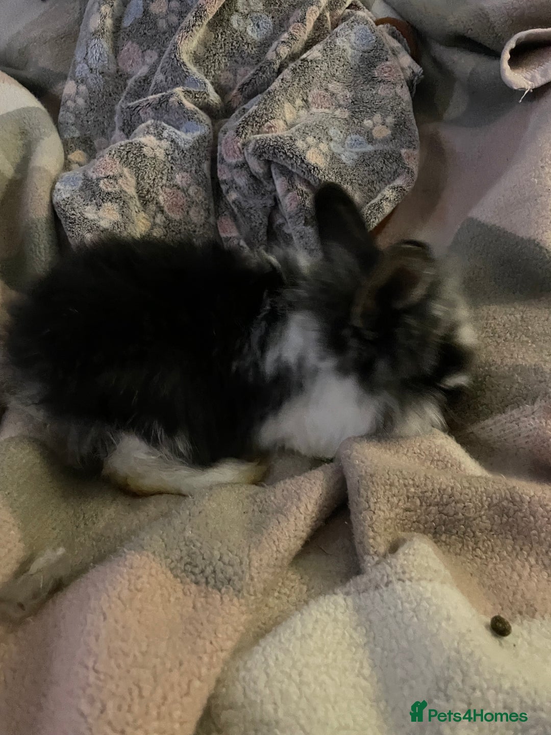 Lionhead rabbits for sale: bunnies - Advert 11