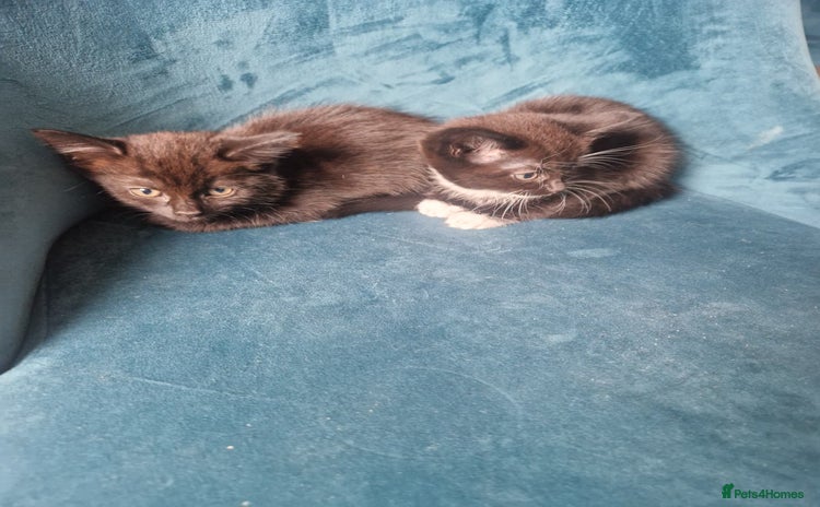 Domestic Shorthair cats - Advert 2