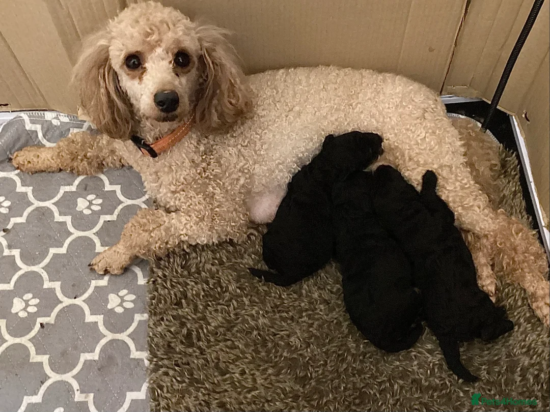 Toy Poodle dogs for sale: Toy Poodle puppies KC reg heath and DNA clear - Advert 1