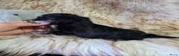 Miniature Schnauzer dogs for sale: Georgous Black &Silver Boy - Advert 12
