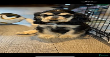 Cocker Spaniel dogs - Advert 8