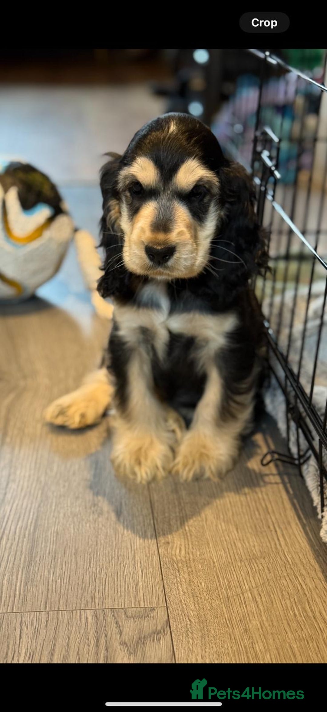 Cocker Spaniel dogs for sale: Outstanding Show cocker spaniels  - Image 5