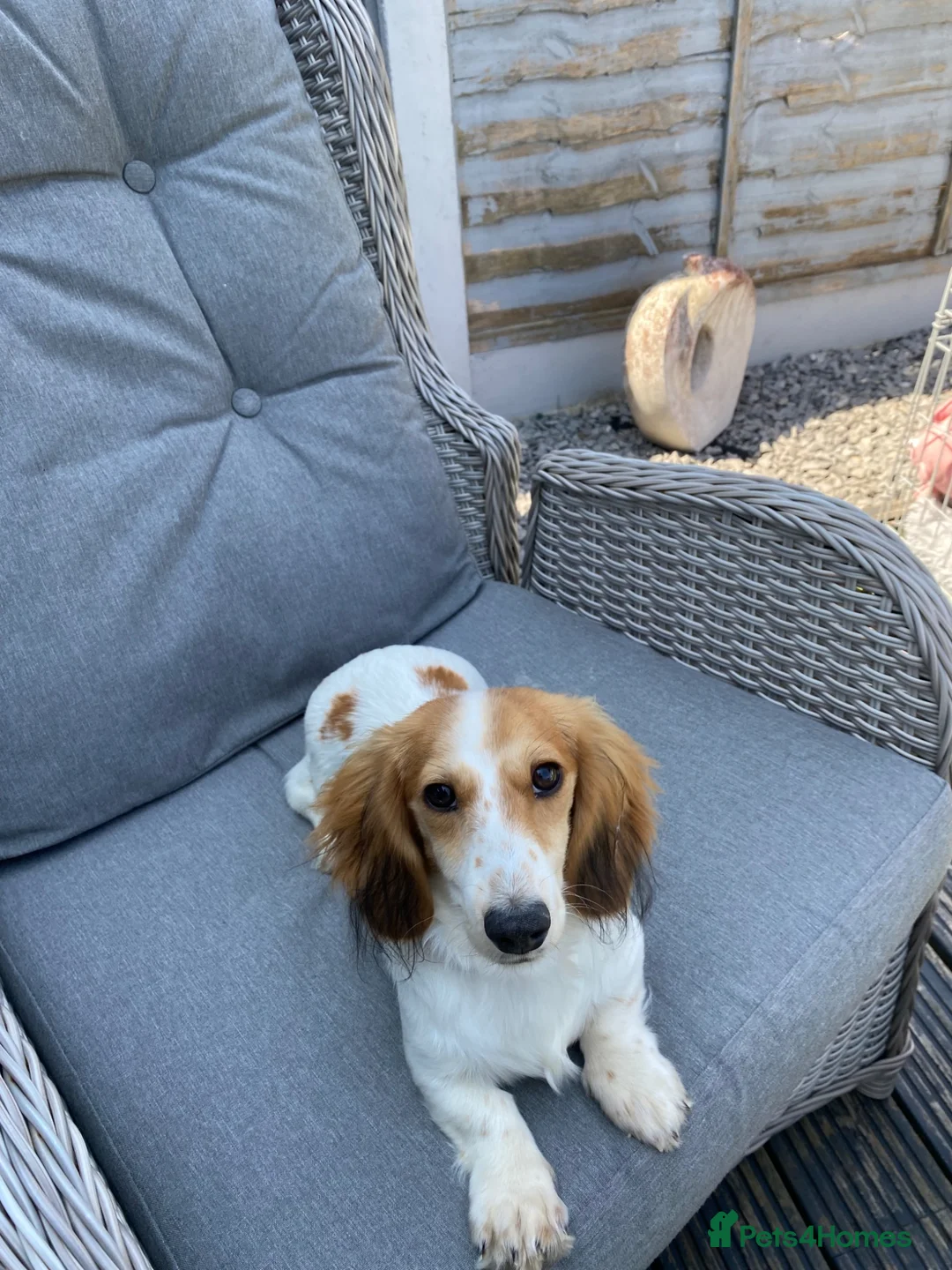 Miniature Dachshund dogs for sale: Miniature long haired dachshund  in Wigan - Advert 5