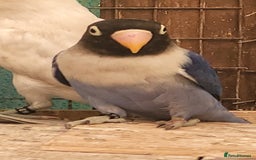 Lovebirds birds for sale: 2025 Bred Masked Lovebirds - Image 1