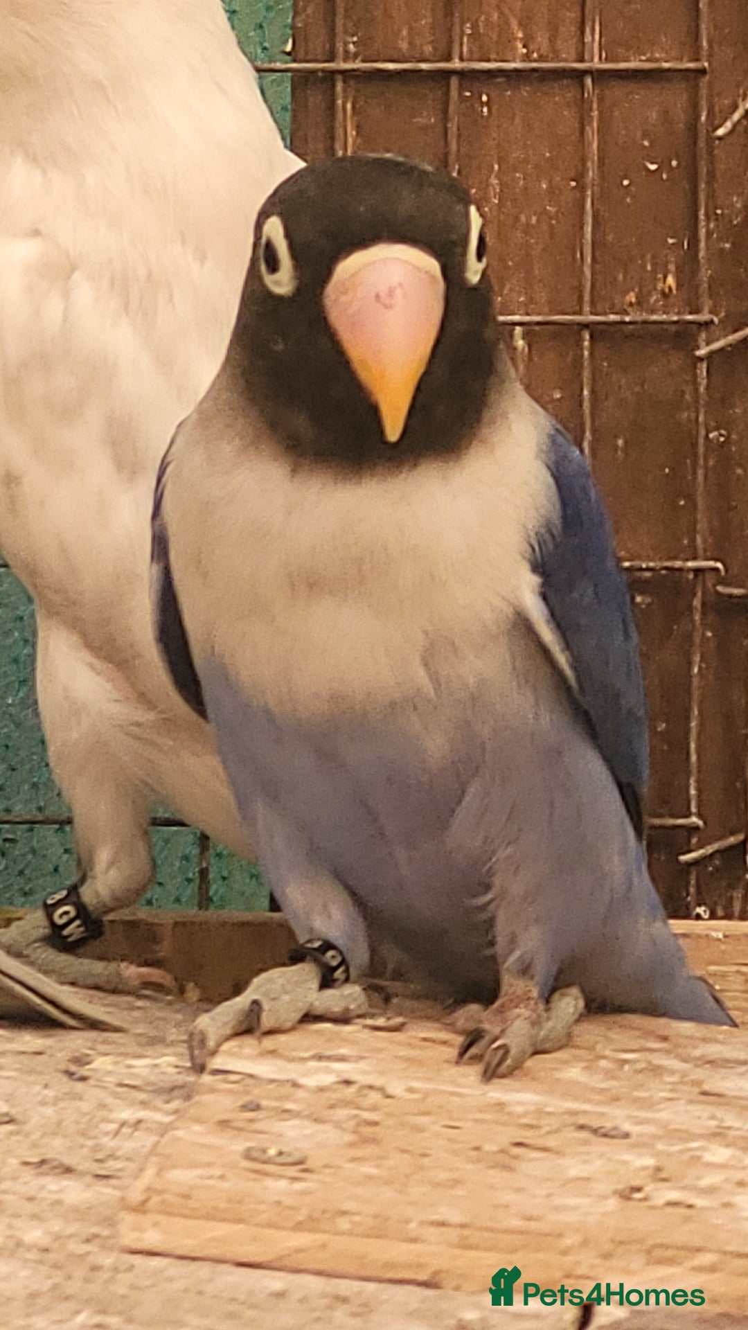 Lovebirds birds for sale: 2025 Bred Masked Lovebirds - Image 1