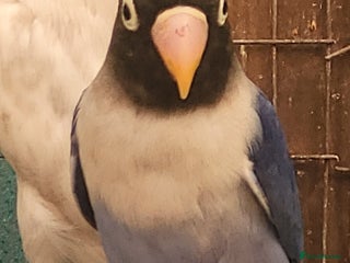 Lovebirds birds - Advert 15