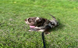 Miniature Dachshund dogs for stud: Miniature Male Dapple Dachshund available for STUD - Image 4