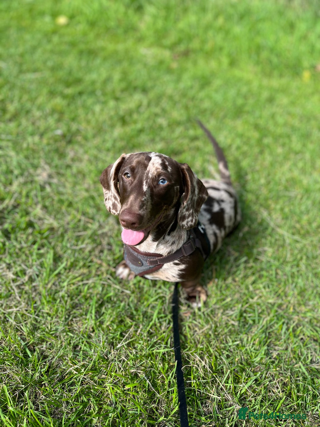 Miniature Dachshund dogs for stud: Miniature Male Dapple Dachshund available for STUD - Image 4