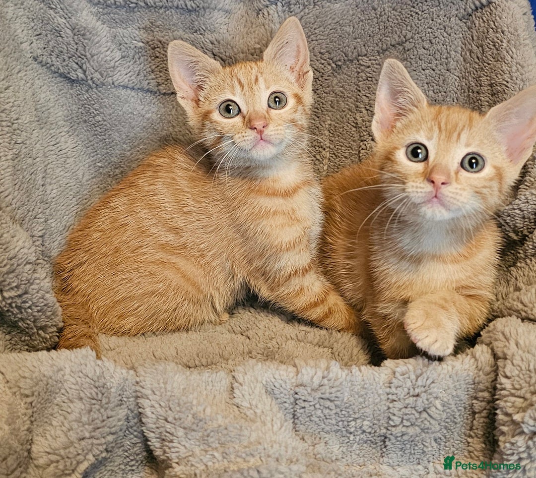 Maine Coon cats for sale: Kittens ready now - Advert 2