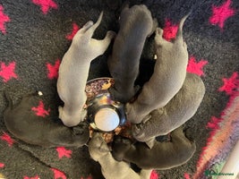Whippet dogs Bedlington/Whippet Puppies - Advert 1