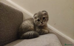 Scottish Fold cats for sale: 🐾 Adorable Scottish Kittens Seeking Loving Homes - Image 8
