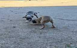 Whippet dogs for sale: Gorgeous litter of whippet puppies - Image 9