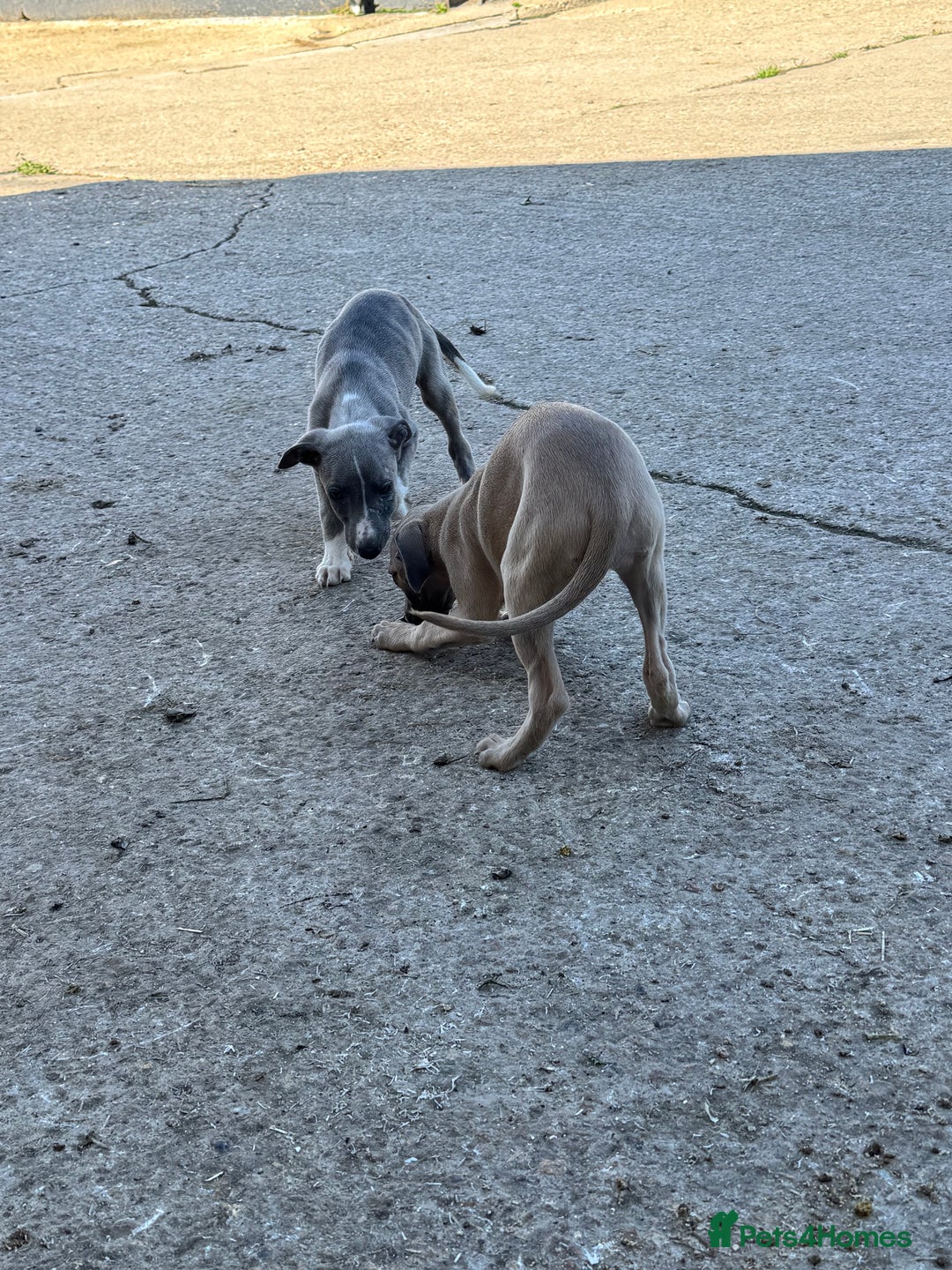Whippet dogs for sale: Gorgeous litter of whippet puppies - Image 9