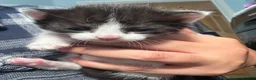Mixed Breed cats for sale: beautiful mixed coloured kittens  - Advert 4