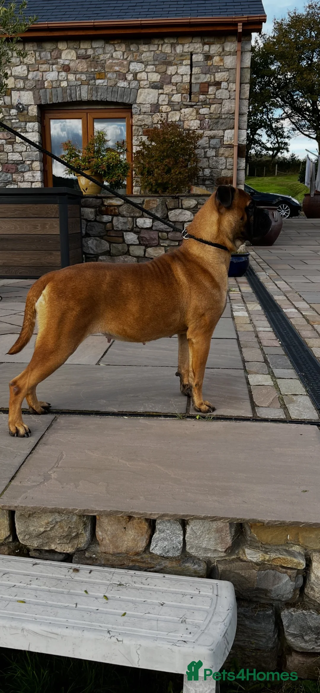 Bullmastiff dogs for sale: Female Bullmastiff  - Advert 2