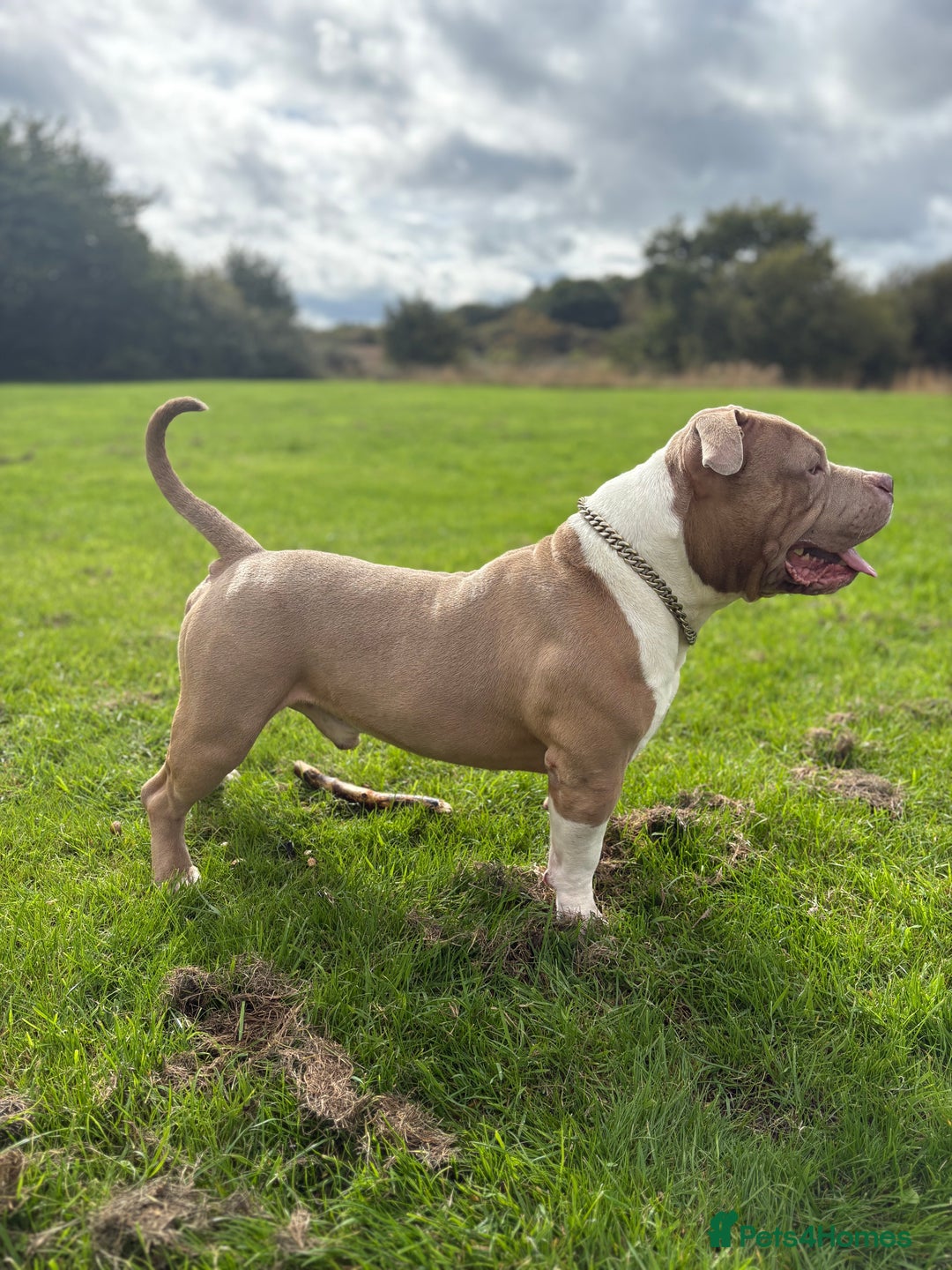 American Bully dogs for sale: ❤️ Pocket Bully “Buddy” ❤️ - Advert 3