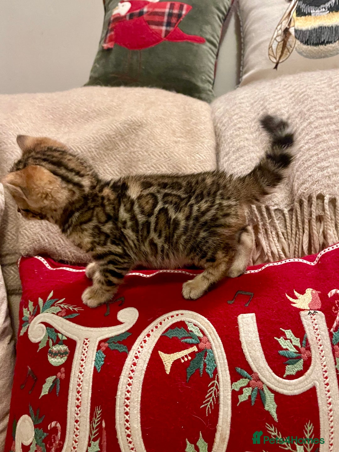 Bengal cats for sale: Registered Vaccinated Quality Bengal Kittens  - Advert 10