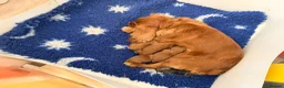 Cavapoo dogs for sale: Extensively health tested Toy F1 Cavapoo puppies - Advert 1