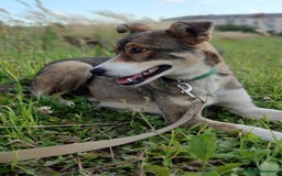 Mixed Breed dogs for adoption: 💖🐶 LASKA 🐶💖 - Image 11