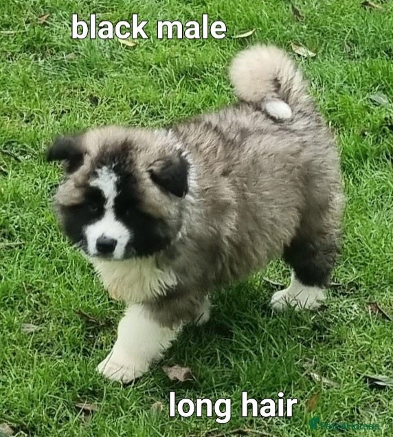 Akita dogs 10 weeks old Akita pups READY  - Advert 9