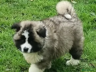 Akita dogs 10 weeks old Akita pups READY - Advert 9