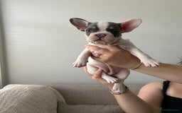 French Bulldog dogs for sale: READY TO LEAVE  KC REG RFG  FRENCHIE PUPPYS in Leicester - Image 17
