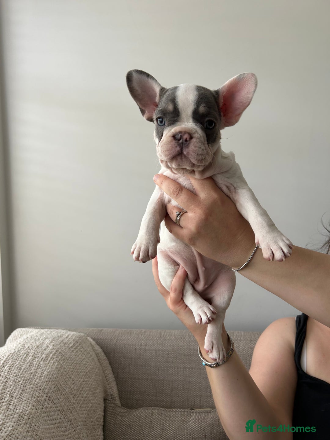 French Bulldog dogs for sale: READY TO LEAVE  KC REG RFG  FRENCHIE PUPPYS in Leicester - Image 17