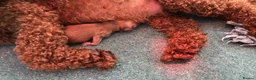 Maltipoo dogs for sale: Korean lined, f1. Fully dna & health tested   - Advert 40