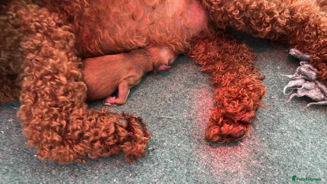 Maltipoo dogs for sale: Korean lined, f1. Fully dna & health tested   - Advert 40