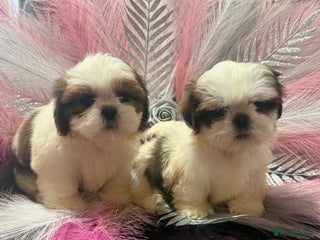 Shih Tzu dogs - Advert 35