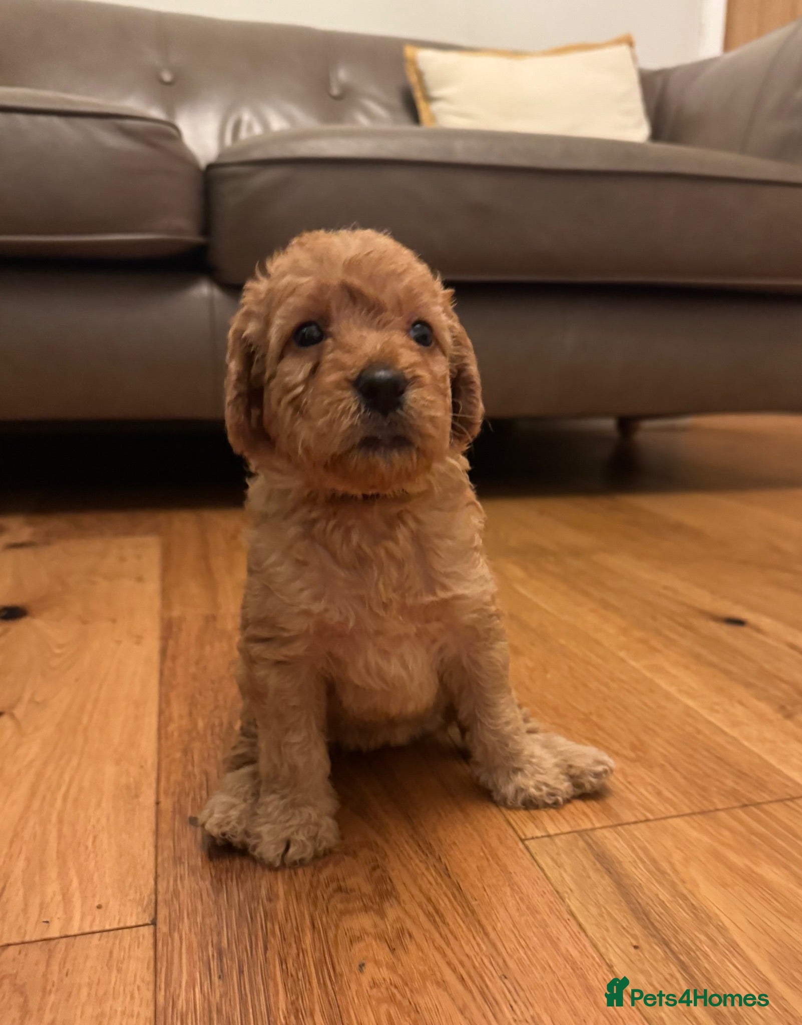 Labradoodle dogs ❤️ Beautiful Red F1b Labradoodle Puppies ❤️ - Advert 1