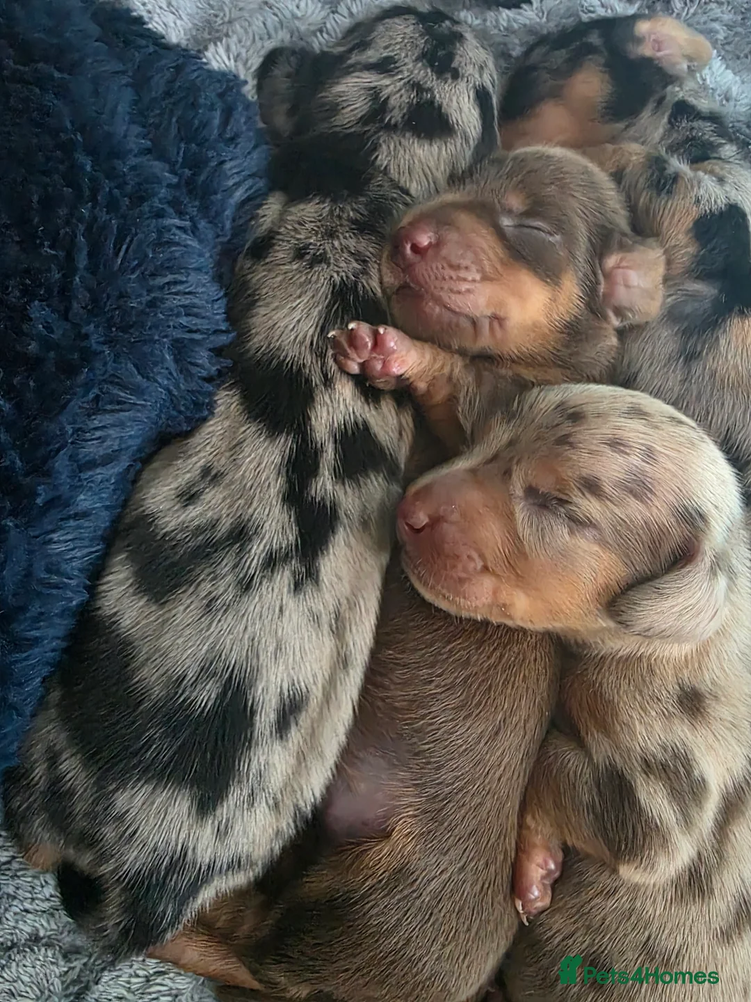 Miniature Dachshund dogs for sale: Beautiful miniature dachshunds  - Advert 2
