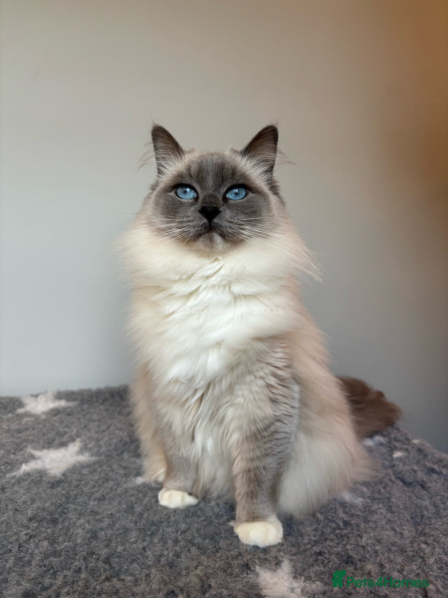 Ragdoll cats GCCF REGISTERD RAGDOLL KITTINES   - Advert 1
