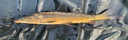 Koi Carp fish for sale: Mirror & Common Carp 10-16 Inches in Northwich - Advert 6