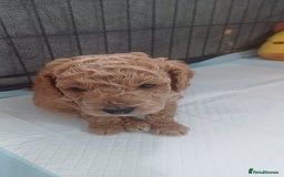 Cockapoo dogs for sale: Beautiful cockapoo puppies  - Image 30