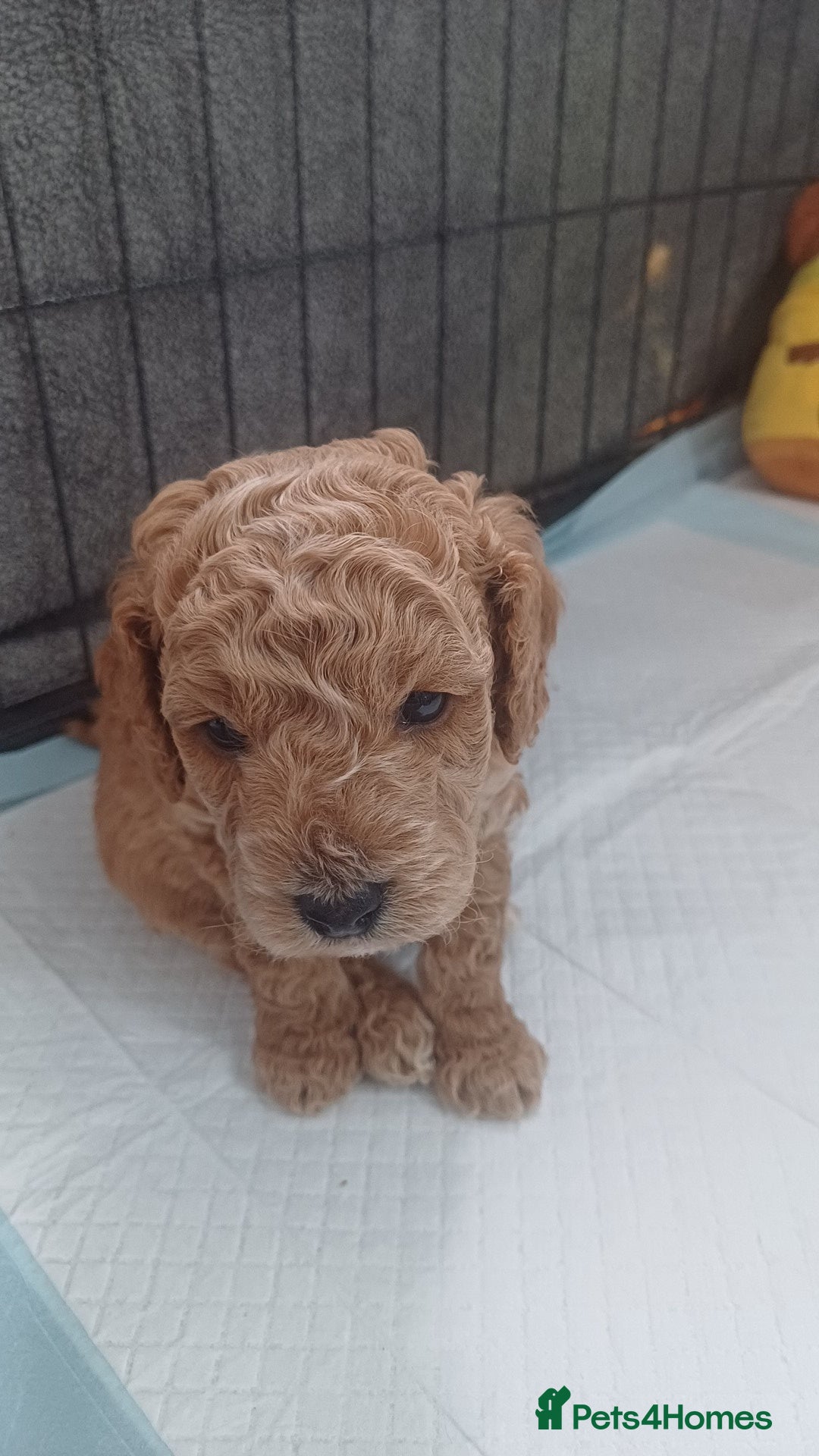 Cockapoo dogs for sale: Beautiful cockapoo puppies  - Image 30