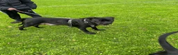 Cane Corso dogs for sale: X4 female cane corso  - Advert 21