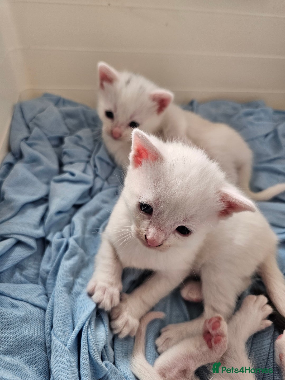 Mixed Breed cats for sale: Kittens Available to Reserve - Image 7