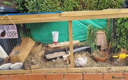 Quail poultry for sale: Cortinoux quial hatching eggs - Image 6