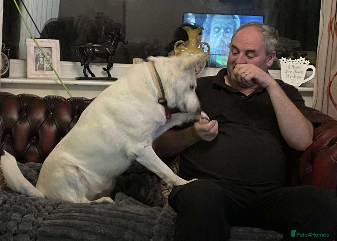 German Shepherd dogs for adoption: Asha needs a loving home  - Advert 6