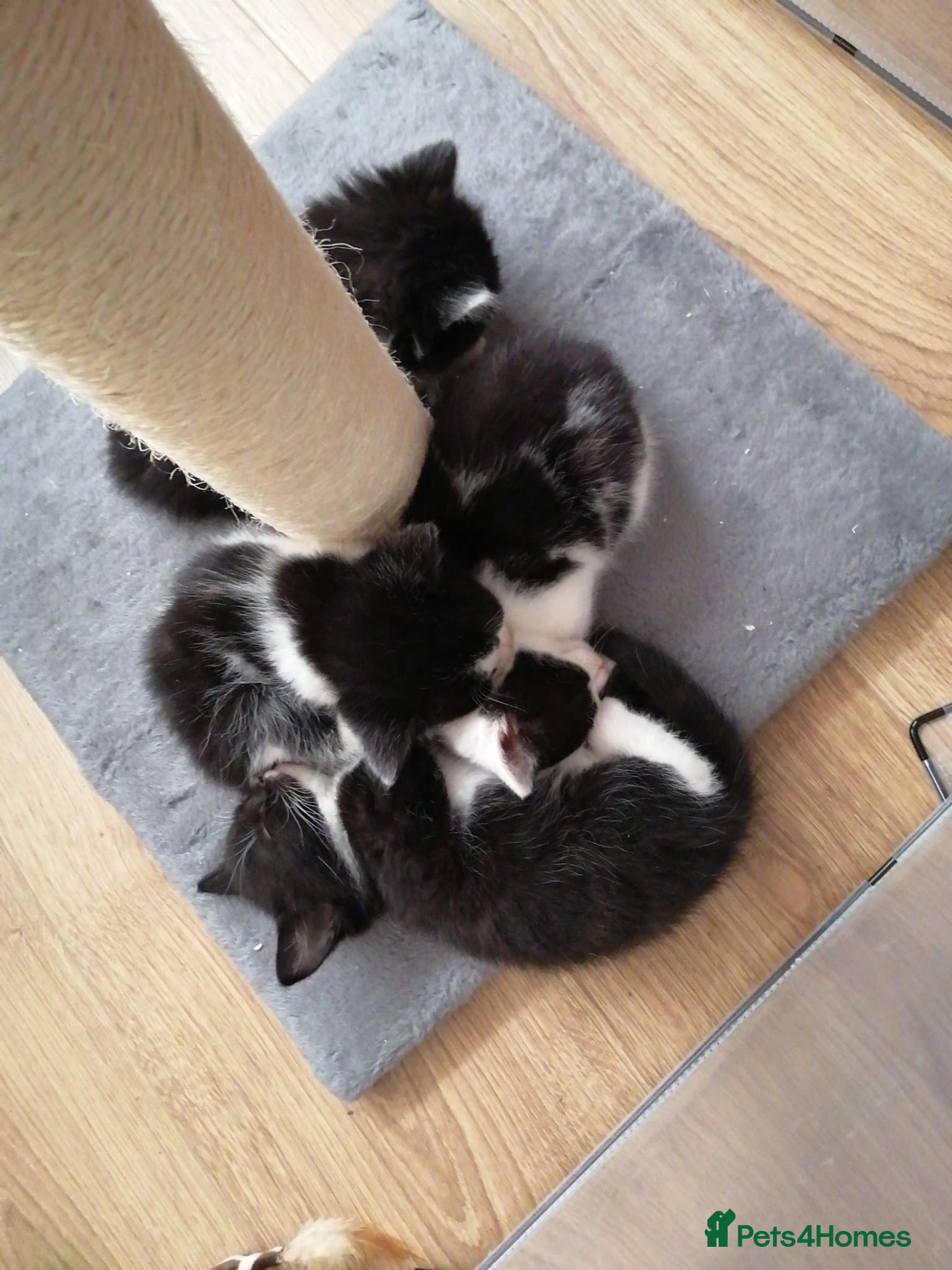 Mixed Breed cats 4 beautiful tuxedo kittens - Advert 5