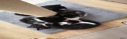 Mixed Breed cats for sale: 4 beautiful tuxedo kittens - Advert 1