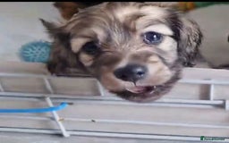 Miniature Dachshund dogs for sale: Miniature Dachshund Puppies - Image 4