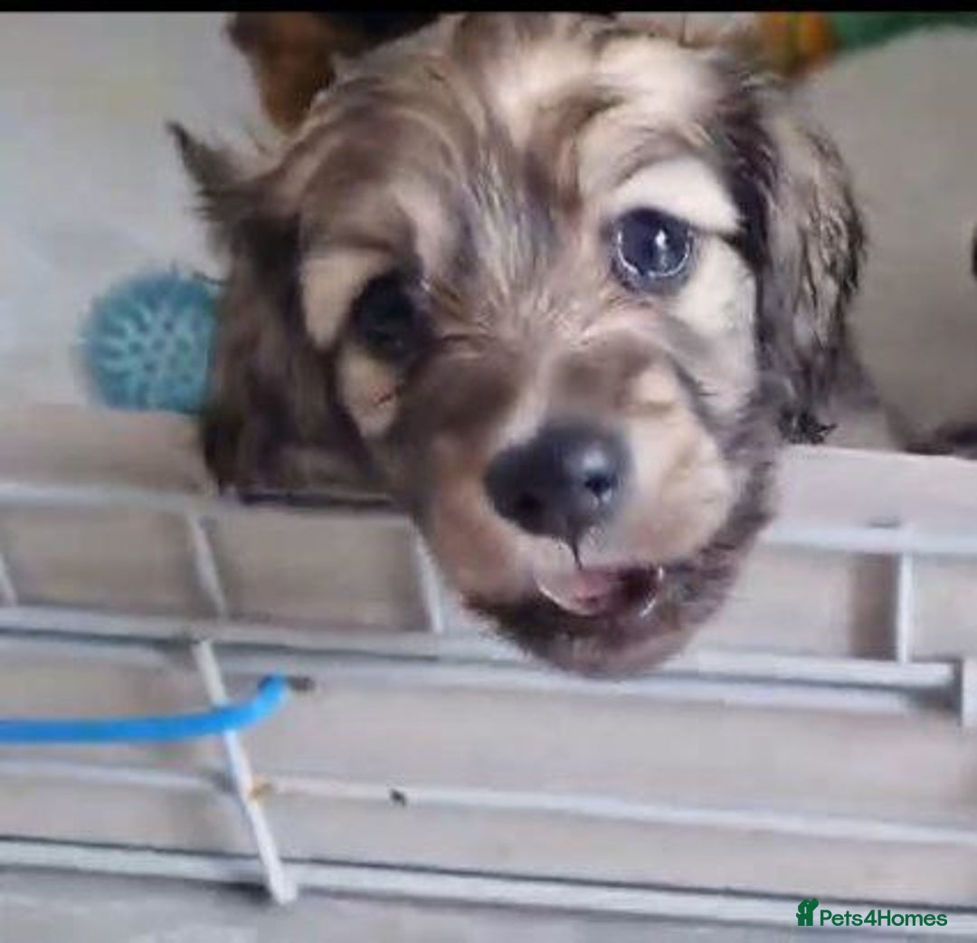 Miniature Dachshund dogs for sale: Miniature Dachshund Puppies - Image 4