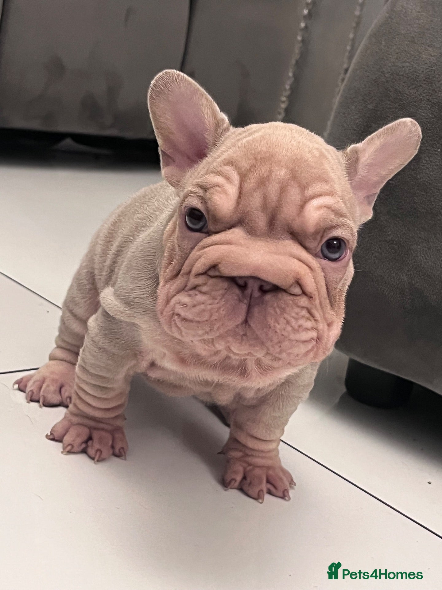 French Bulldog dogs French bulldog puppies  - Advert 18