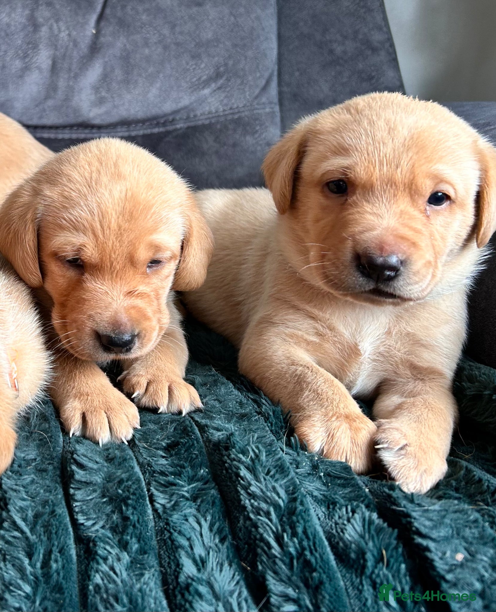 Labrador Retriever dogs for sale: KC Registered Rex Fox Labrador Puppies in Brecon - Advert 4