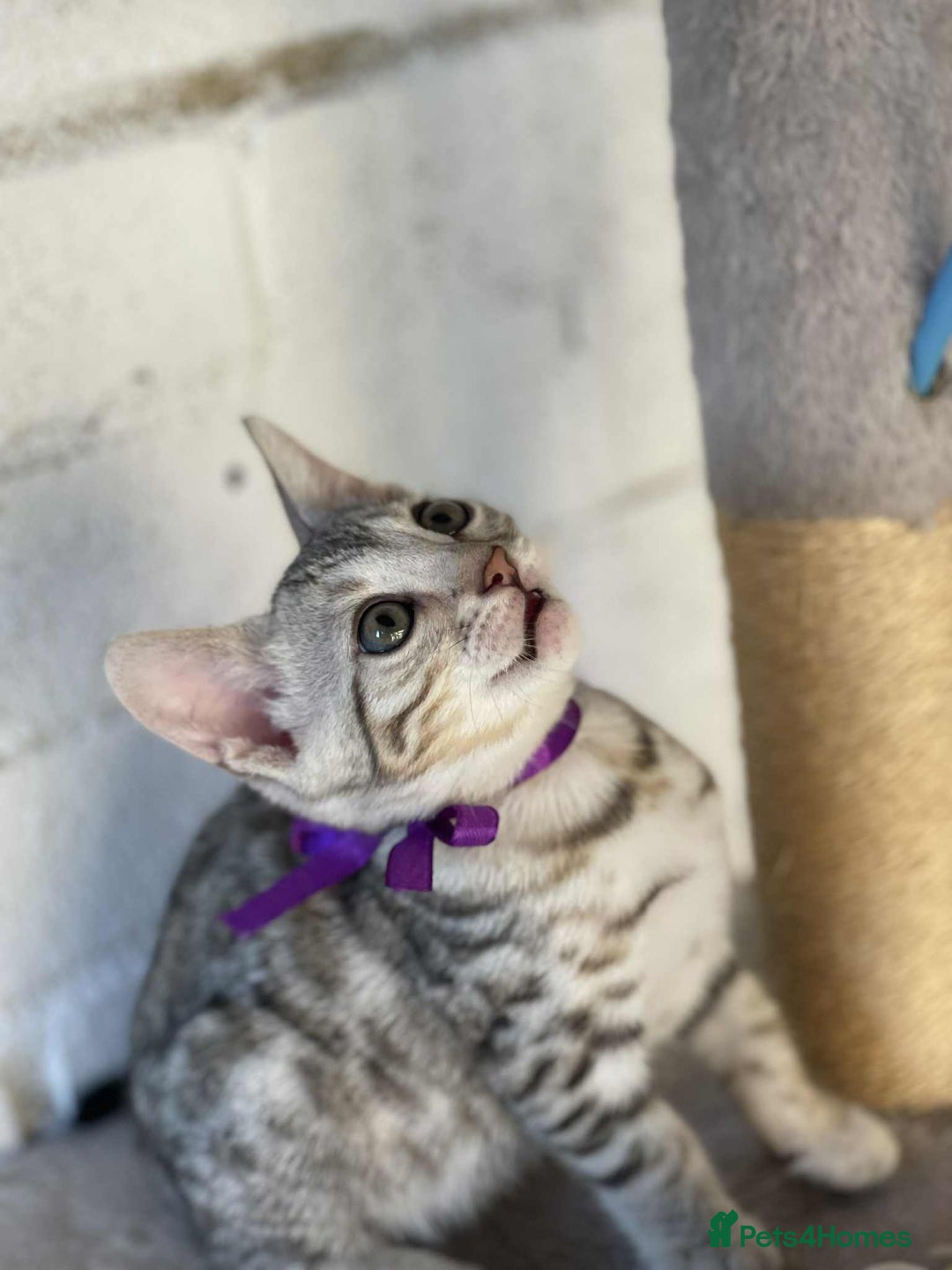 Bengal cats for sale: 🐾 Pedigree tica registered Bengal Kittens - Image 28