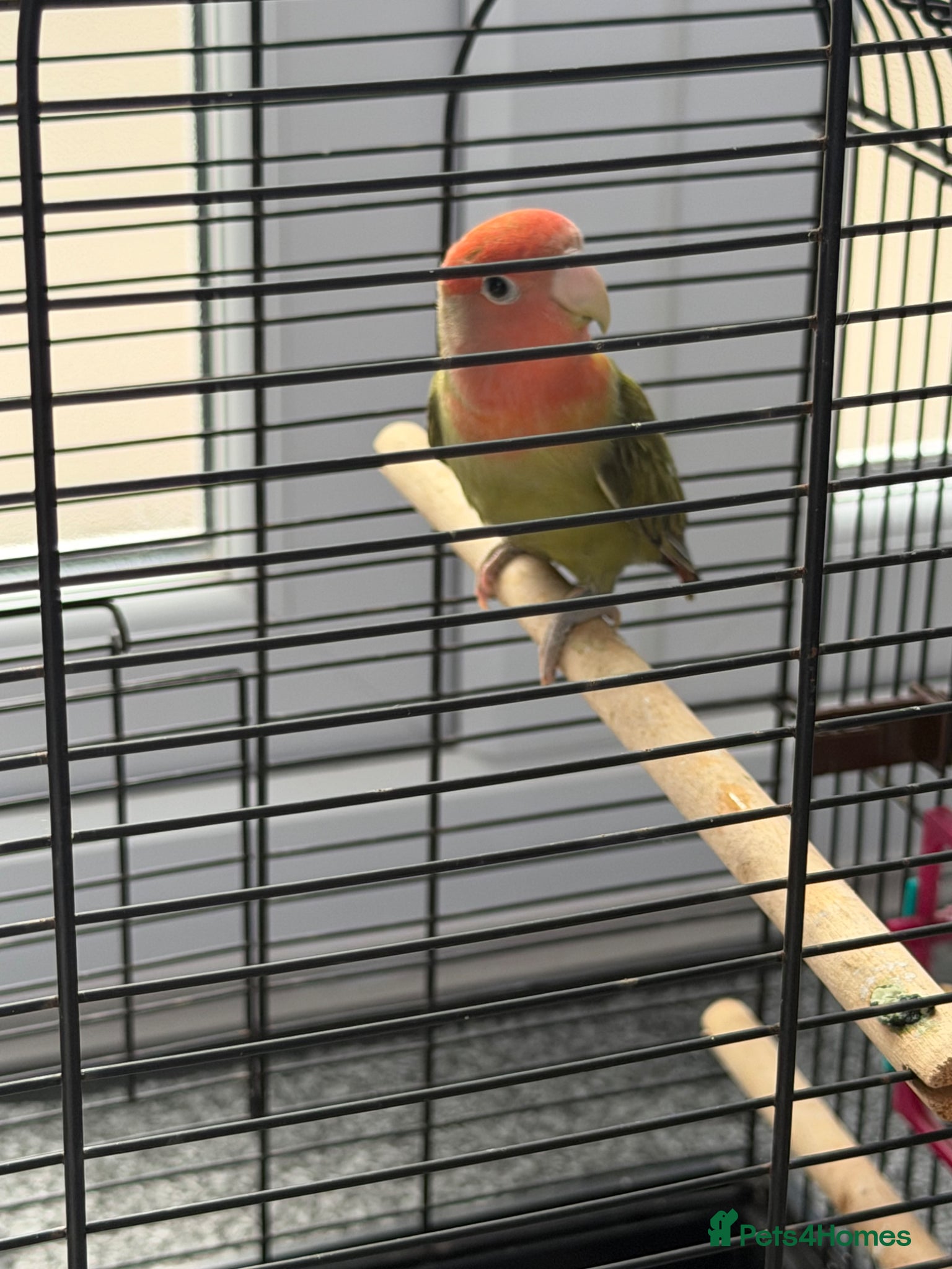 Lovebirds birds Baby lovebird - Advert 5